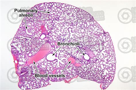 are rat lungs similar to human lungs